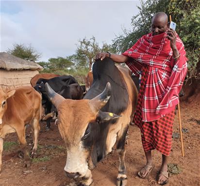 Image shows a woman with a smartphone in her hand tending cattle