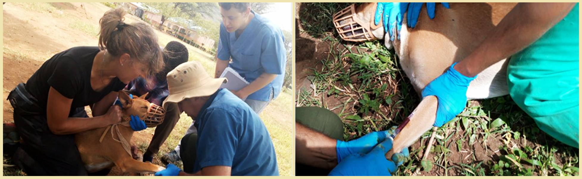 Picking blood from a dog during active screening for Leishmania species parasites in Moroto communities