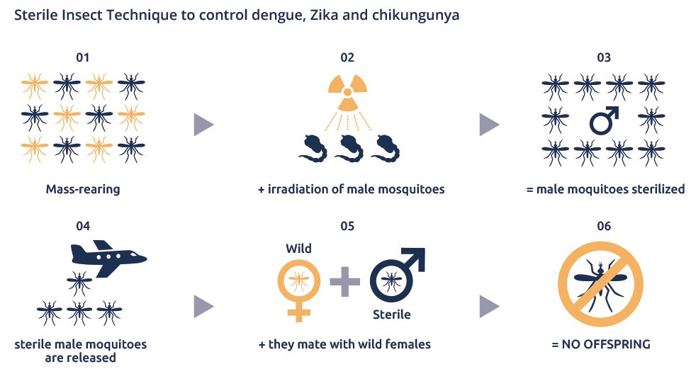 Mosquito sterilization offers new opportunity to control dengue, Zika