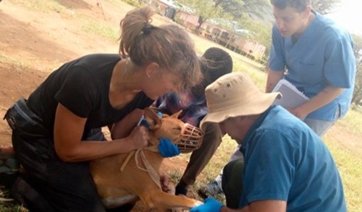 Picking blood from a dog during active screening of leishmaniasis parasite