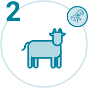 -programme-overview-what-is-rmt-animal2-0210