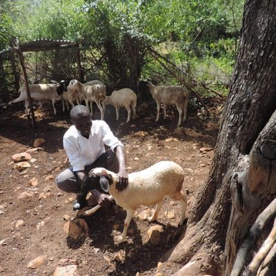 isolating-sheep-to--draw-a-blood-sample-400x400