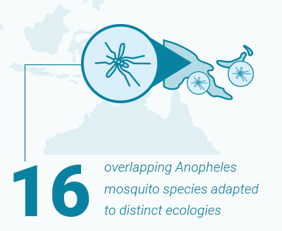 png-overview-page_16-anopheles